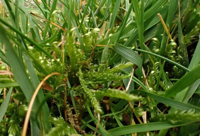 Calliergonella lindbergii
