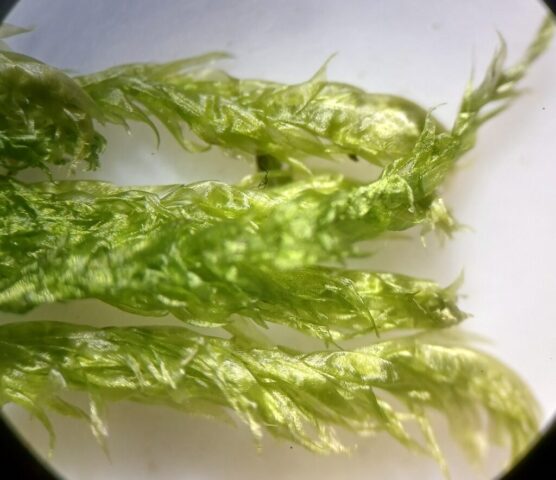 Calliergonella shoots