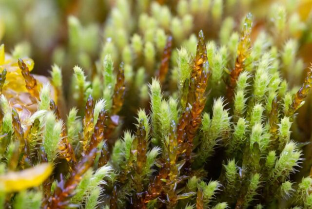 Philonotis fontana and Sarmentypnum sarmentosum (PR)
