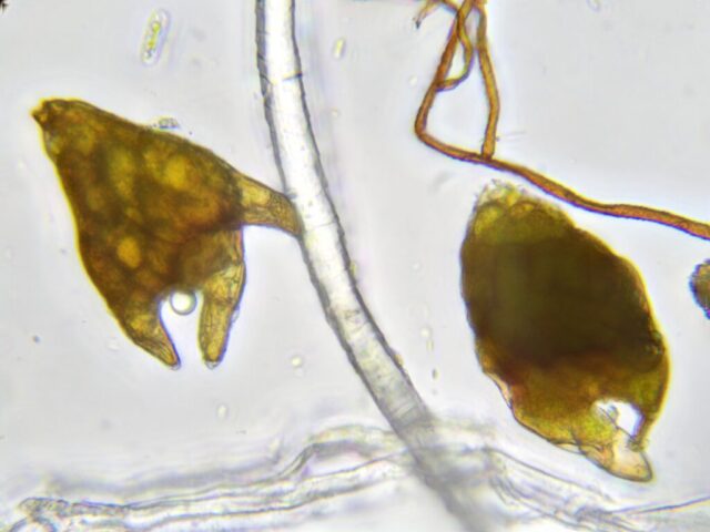 Pohlia annotina bulbils