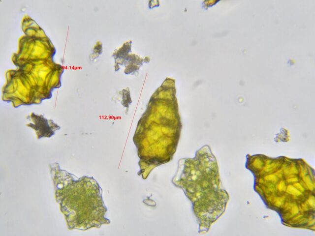 Pohlia flexuosa bulbils