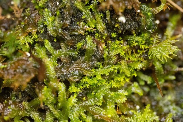 Saccogyna viticulosa and Anoectangium aestivum (PR)