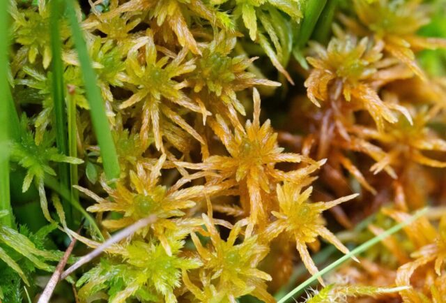 Sphagnum teres (PR)