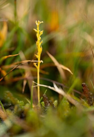 Bog orchid